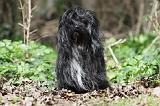 PETIT CHIEN LION 296